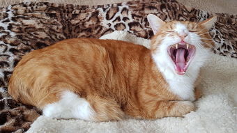 孕早期失眠心慌心跳快怎么回事？